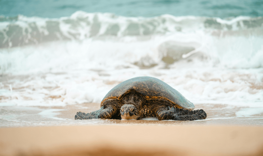 The Caretta-Caretta Sea Turtle: Living With Zakynthos’s Most Ancient Resident