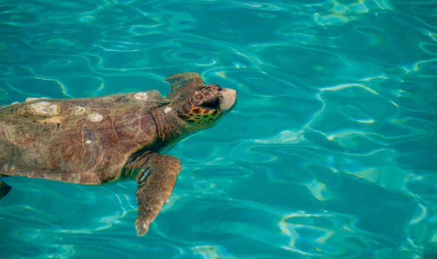 The Caretta-Caretta Sea Turtle: Living With Zakynthos’s Most Ancient Resident
